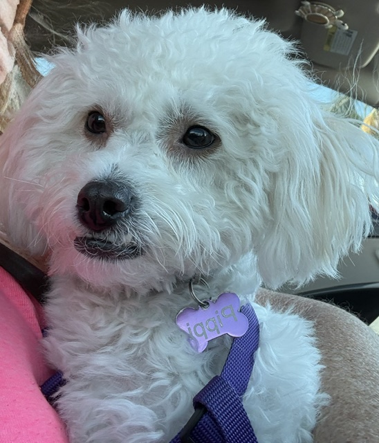 Gigi — Pawz Riverside