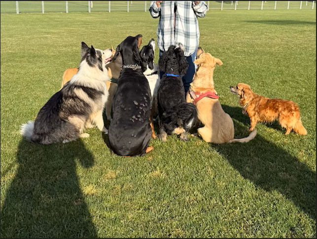 Pawz Riverside — group of dogs with their caretaker