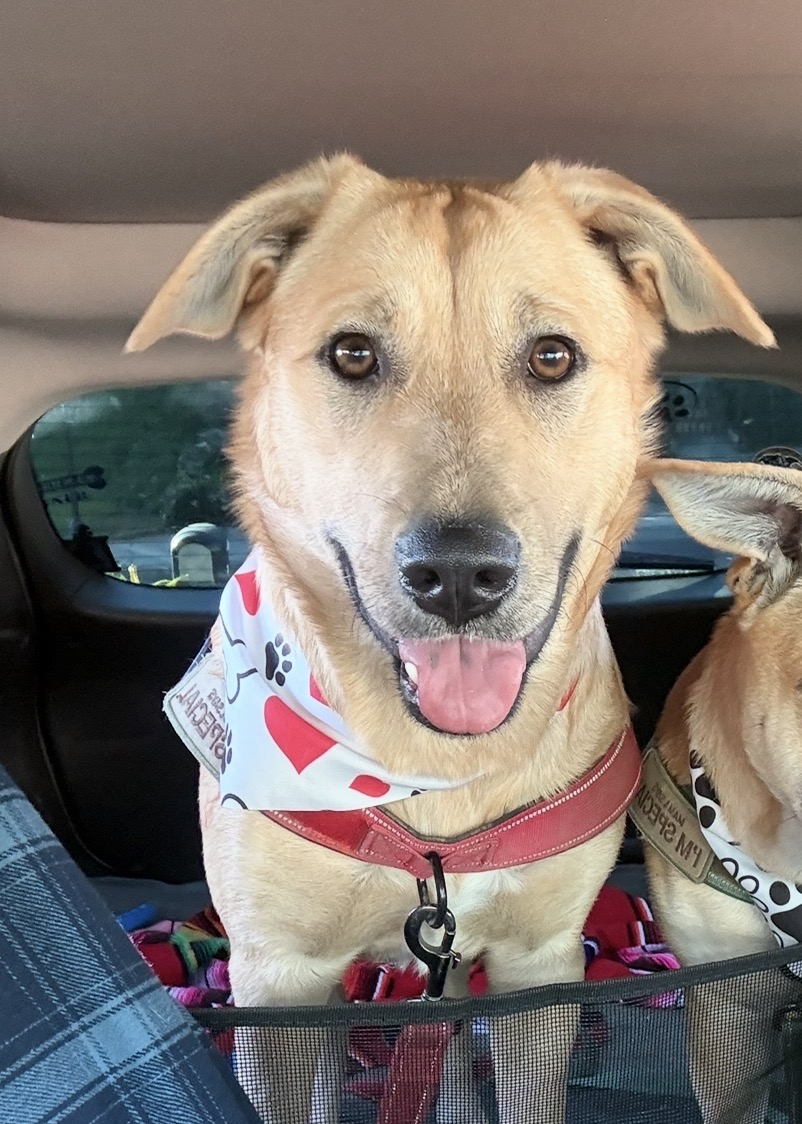 Happy dog riding in a car — Pawz Riverside pet taxi service